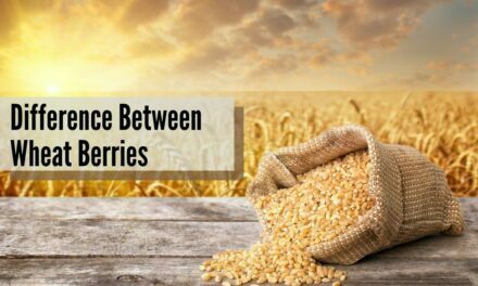 The Difference Between Wheat Berries